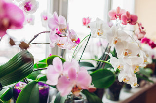 Potted Plants and Orchids - Black Orchid Flowers