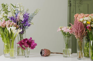 iStock-1439569928 - Black Orchid Flowers
