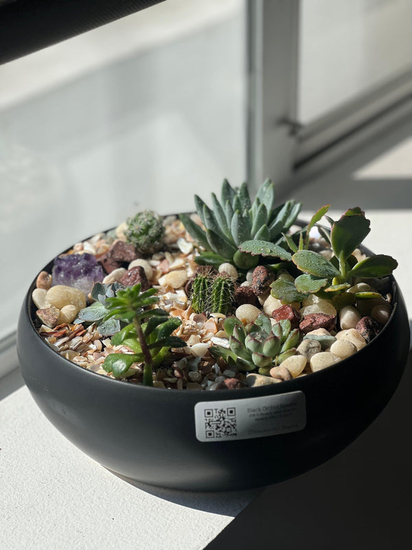succulents and orchids Black Orchid: Succulents & Cactus in a Black Vase