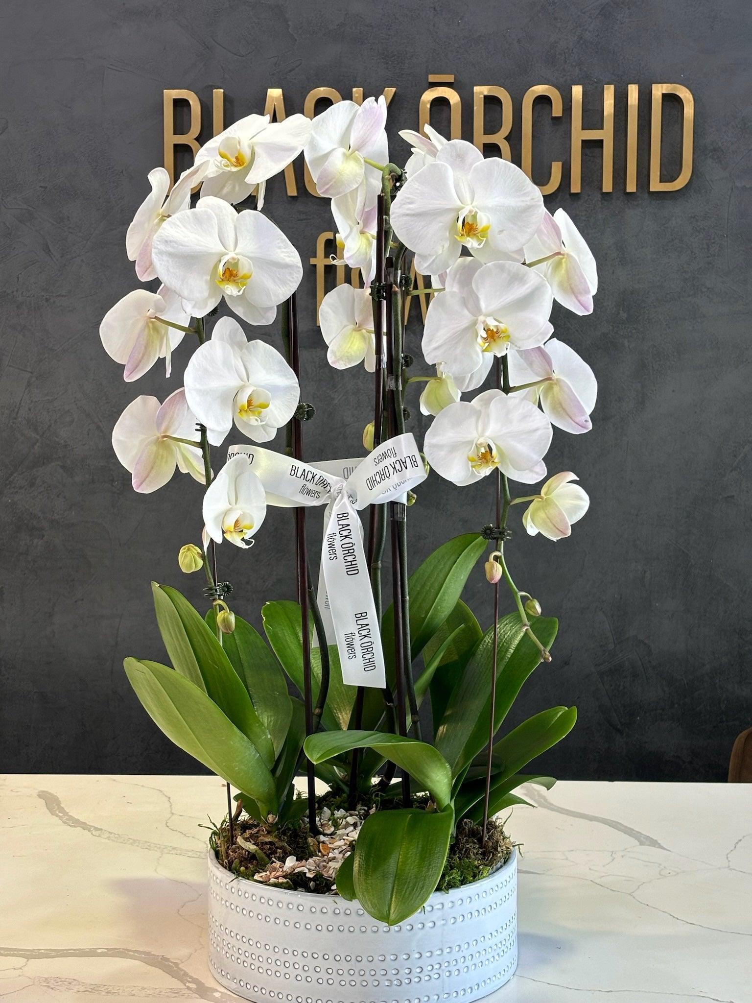 white orchid potted plant 3 White Orchids in Box