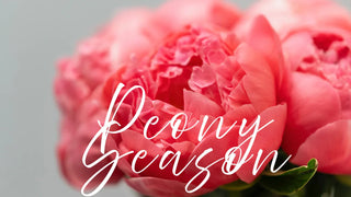 Bouquets with peonies