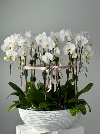 Luxury arrangement of 11 phalaenopsis orchids