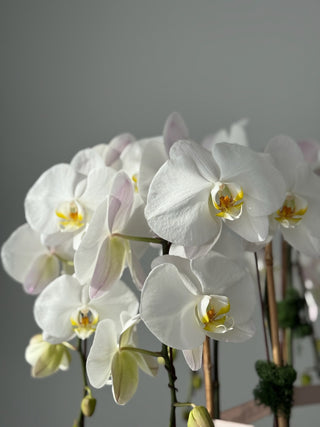 Luxury arrangement of 11 phalaenopsis orchids
