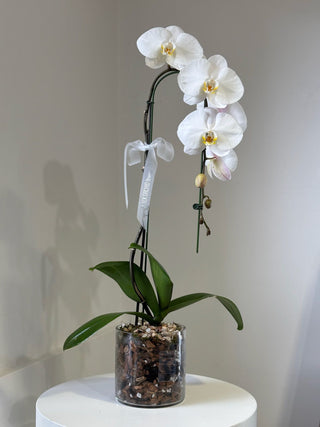 White cascade orchid in a pot