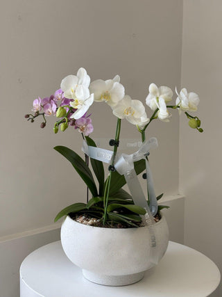 Pink and white mini orchids in ceramic vase