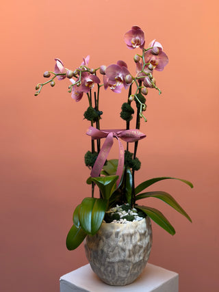 Two double strings phalaenopsis orchids in a vase