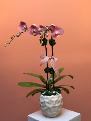 Double strings phalaenopsis orchid dusty pink in a vase