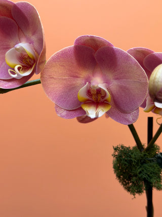 Double strings phalaenopsis orchid dusty pink in a vase