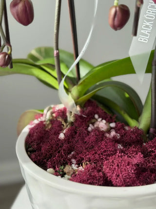 Two purple cascade orchids in a vase