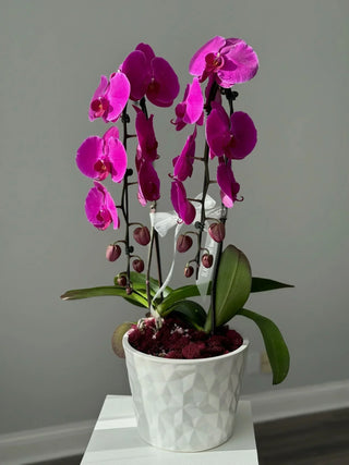 Two purple cascade orchids in a vase