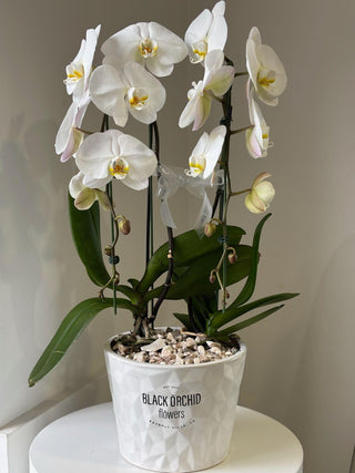 Two orchids in white ceramic vase