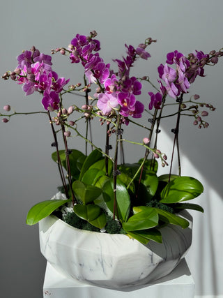 Nine mini orchids purple in ceramic vase
