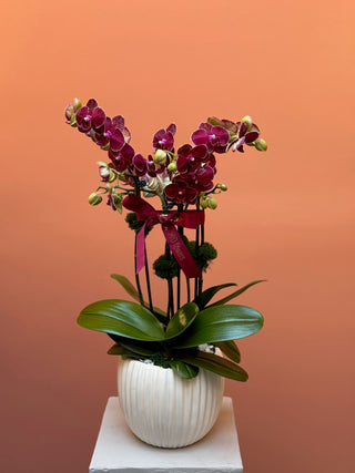Two burgundy orchids in a vase