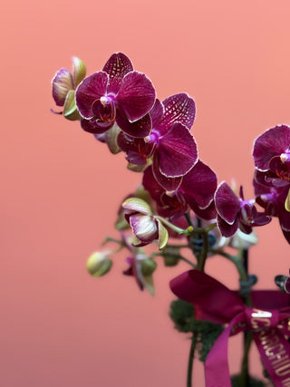 Two burgundy orchids in a vase
