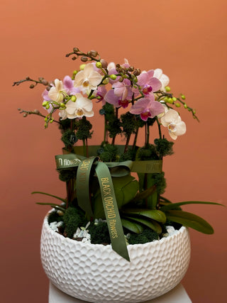 Five mini orchids white and pink in white ceramic vase