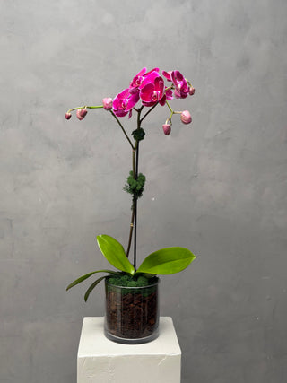 Purple single orchid in a vase