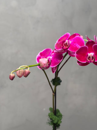 Purple single orchid in a vase