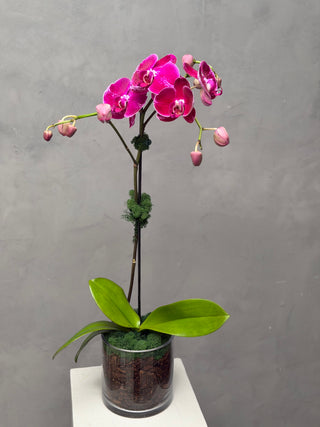 Purple single orchid in a vase