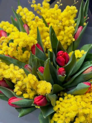 Bouquet of red tulips and mimosa