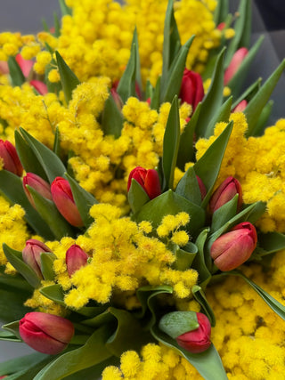 Bouquet of red tulips and mimosa