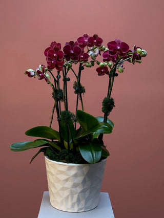 3 burgundy orchids in a vase