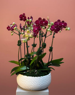 4 Burgundy orchids in a low vase