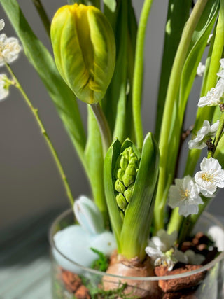 spring-bunny-black-orchid-flowers-3 - Black Orchid Flowers