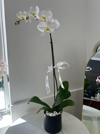 white-cascade-orchid-in-a-pot-black-orchid-flowers - Black Orchid Flowers