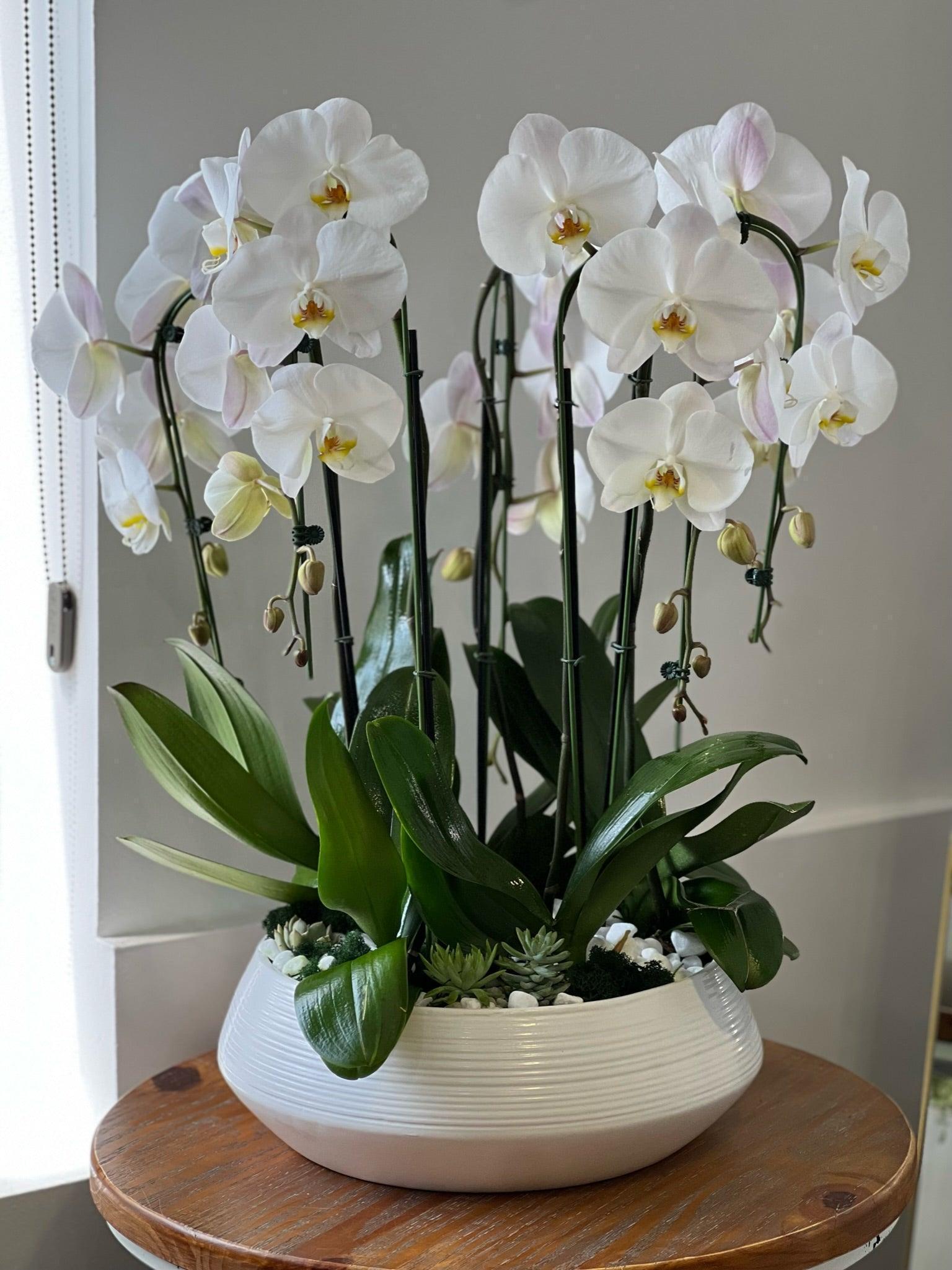white orchid potted plant White cascade orchids in a ceramic pot