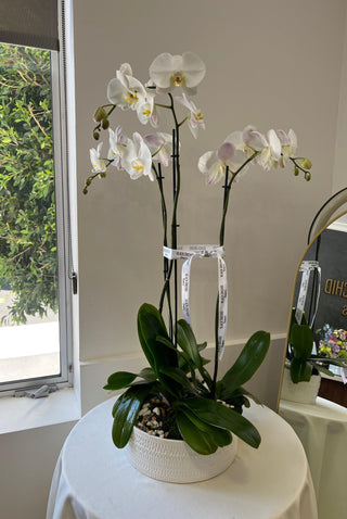 White orchids in a ceramic pot - Black Orchid Flowers