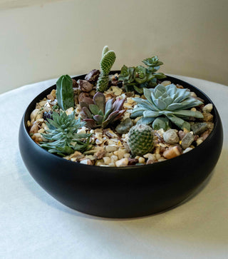 Succulents and cactus in a black round vase - Black Orchid Flowers